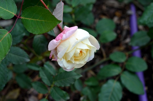 Yellow Mrs. Dudley Cross Rose  Yellow Mrs. Dudley Cross Rose